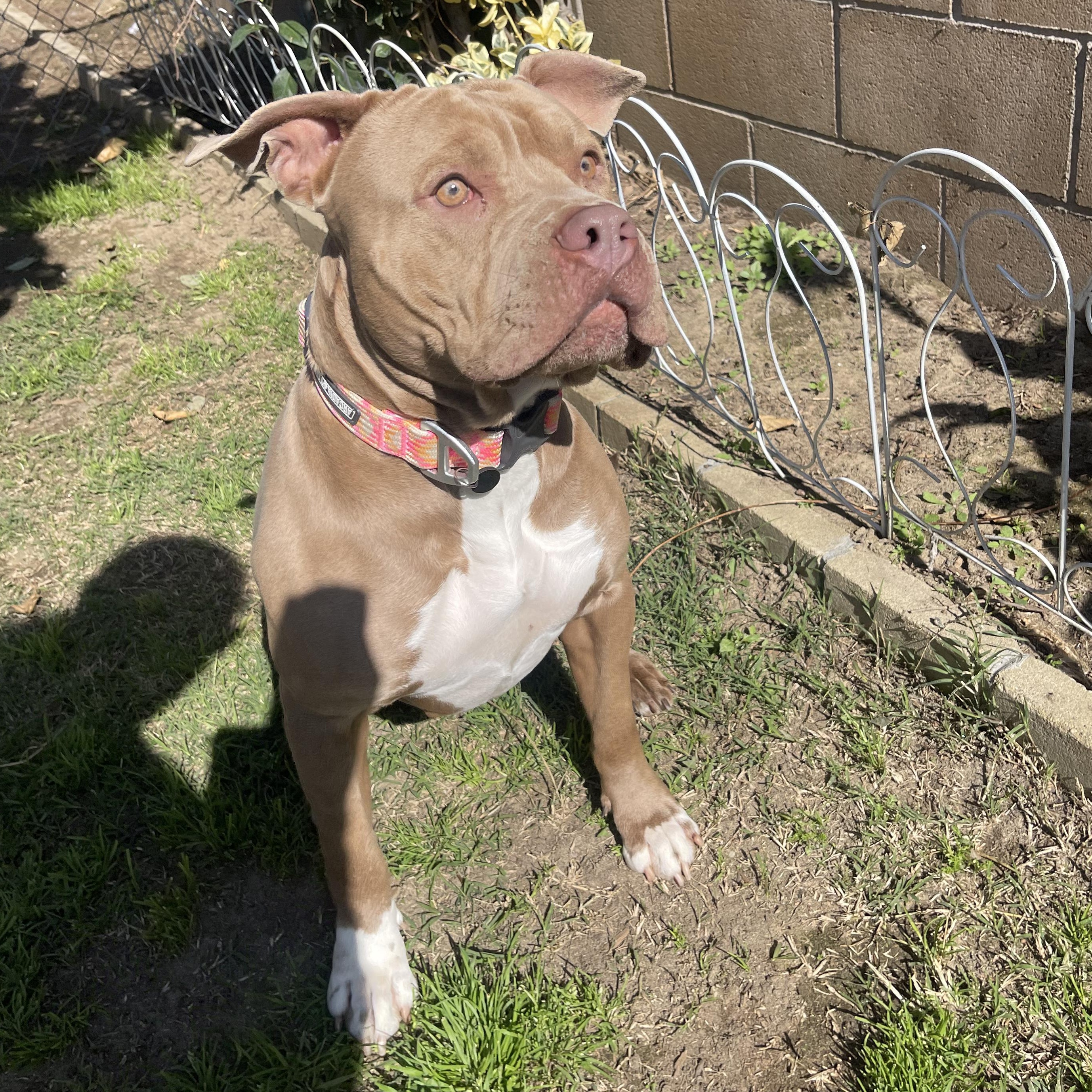 Enlarge CUPCAKE, an adoptable Pit Bull Terrier in Ontario, CA image 5/5