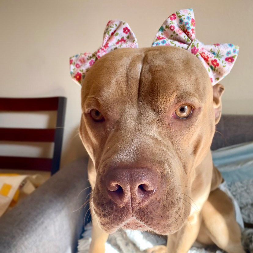 Enlarge CUPCAKE, an adoptable Pit Bull Terrier in Ontario, CA image 3/5