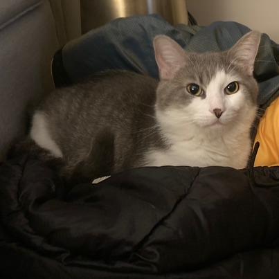 Enlarge Goosey Loosey, a Adoptable Domestic Short Hair in St. Paul, MN image 1/6