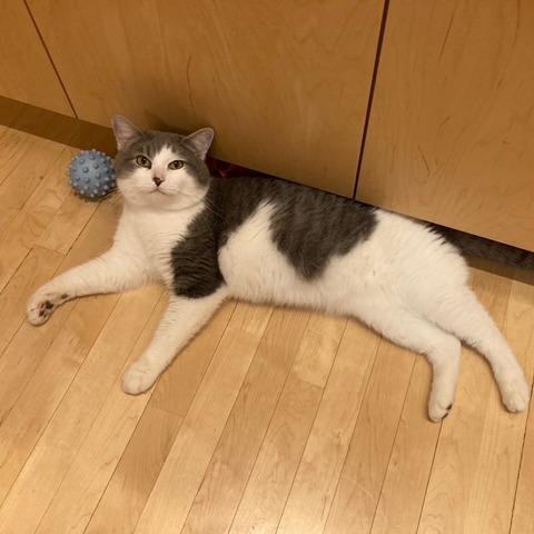 Enlarge Goosey Loosey, a Adoptable Domestic Short Hair in St. Paul, MN image 3/6