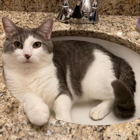 Enlarge Goosey Loosey, a Adoptable Domestic Short Hair in St. Paul, MN image 6/6