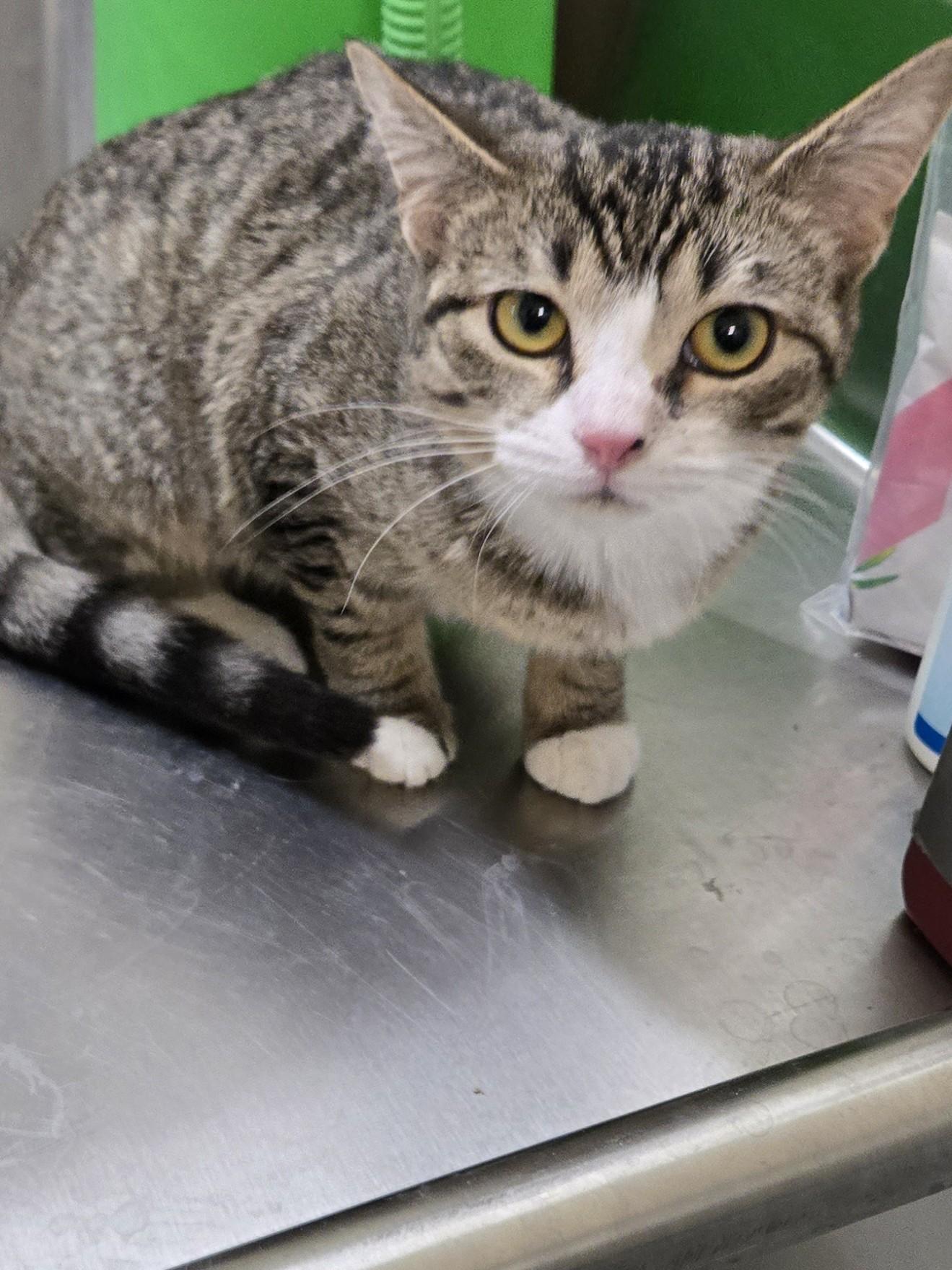 Enlarge Laverne , a ADOPTABLE mixed breed in Fincastle, VA image 1/1