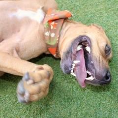 Farrah, Adoptable, Adult Female Terrier & Mixed Breed.