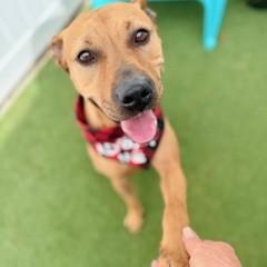 Farrah, a Adoptable mixed breed in Largo, FL image 2/3