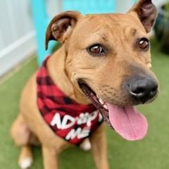 Farrah, a Adoptable mixed breed in Largo, FL image 3/3