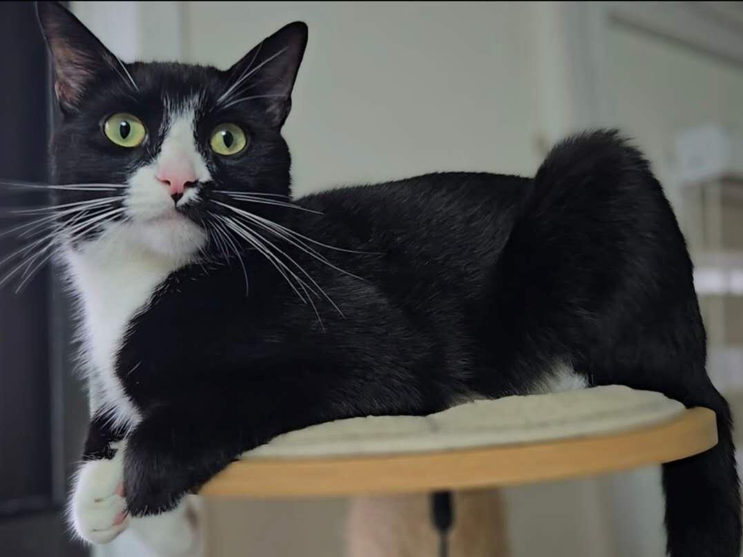 Enlarge Citizen (Cici), a Adoptable mixed breed in Flushing, NY image 5/6