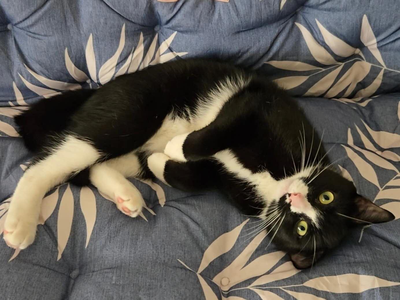 Enlarge Citizen (Cici), a Adoptable mixed breed in Flushing, NY image 1/6