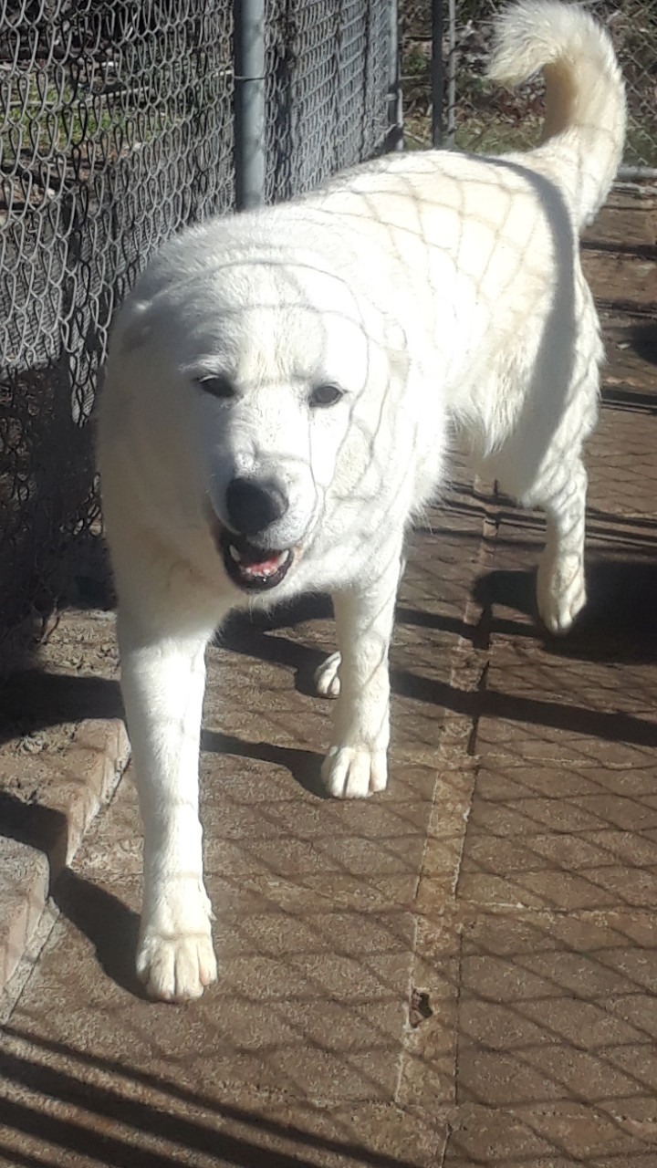 Spice, Adoptable, Adult Female Akbash.