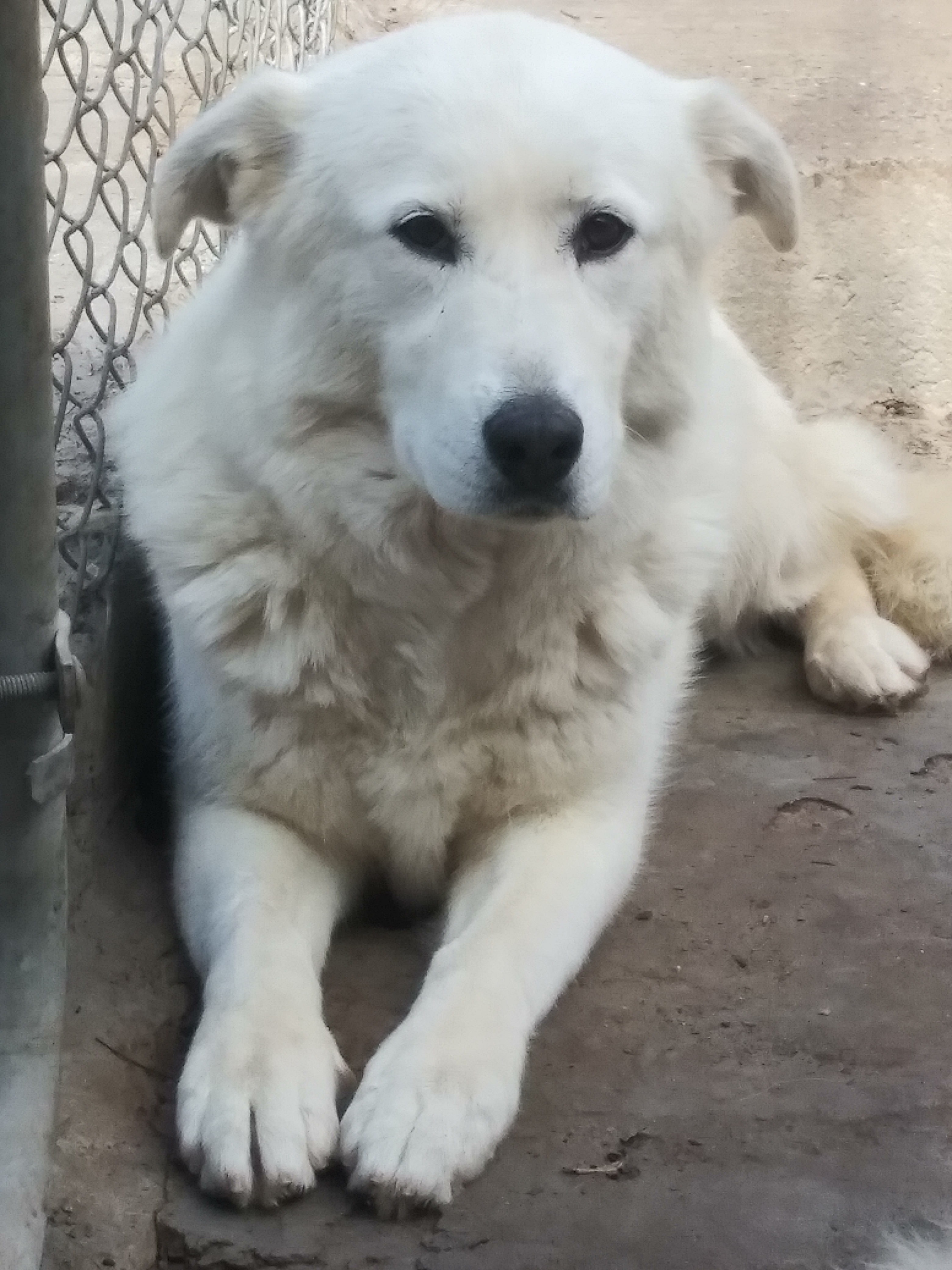 Spice, a Adoptable mixed breed in San Bernardino, CA image 2/2