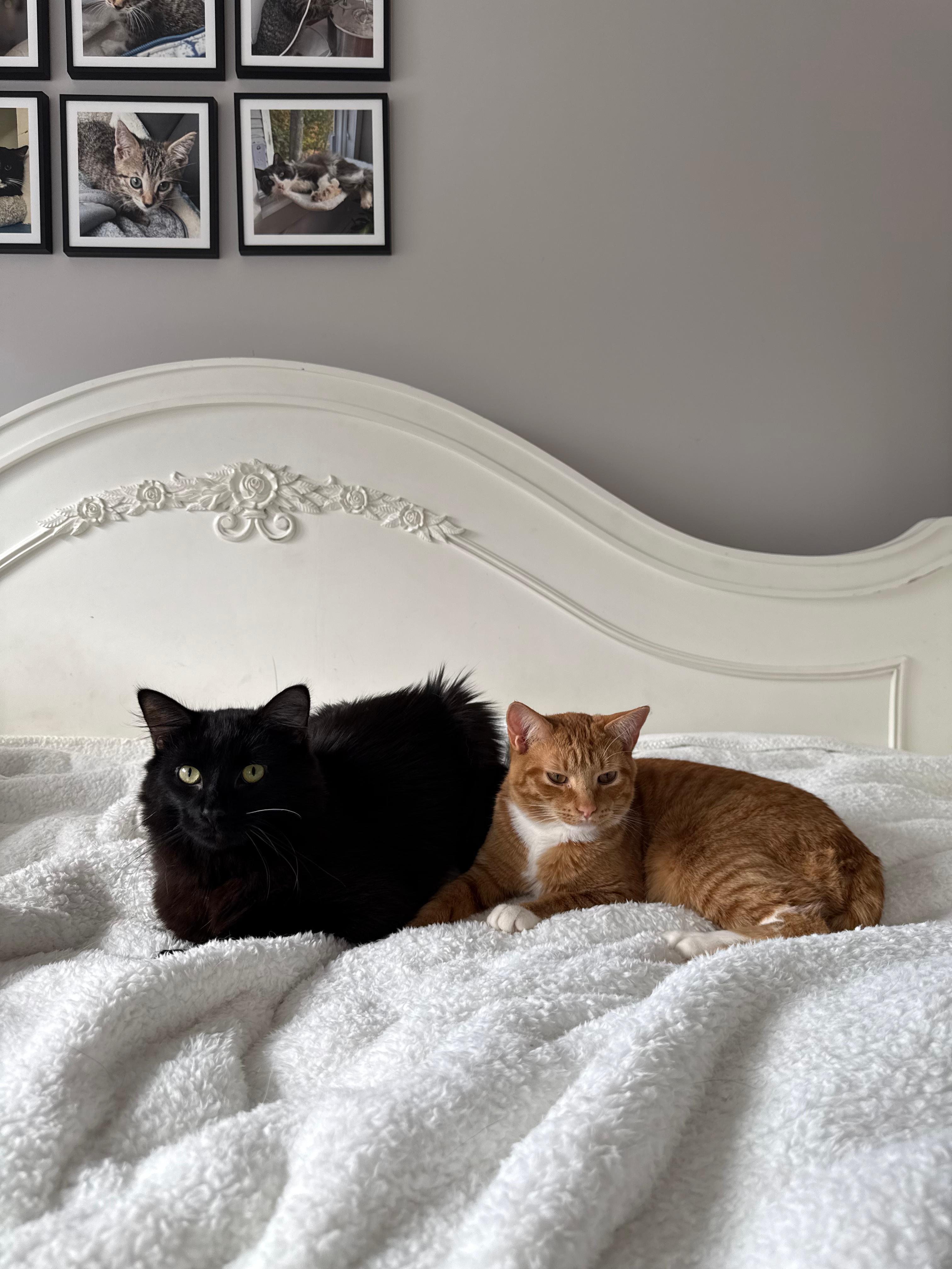 Enlarge Allen, an adopted Domestic Medium Hair in New Britain, CT image 5/6