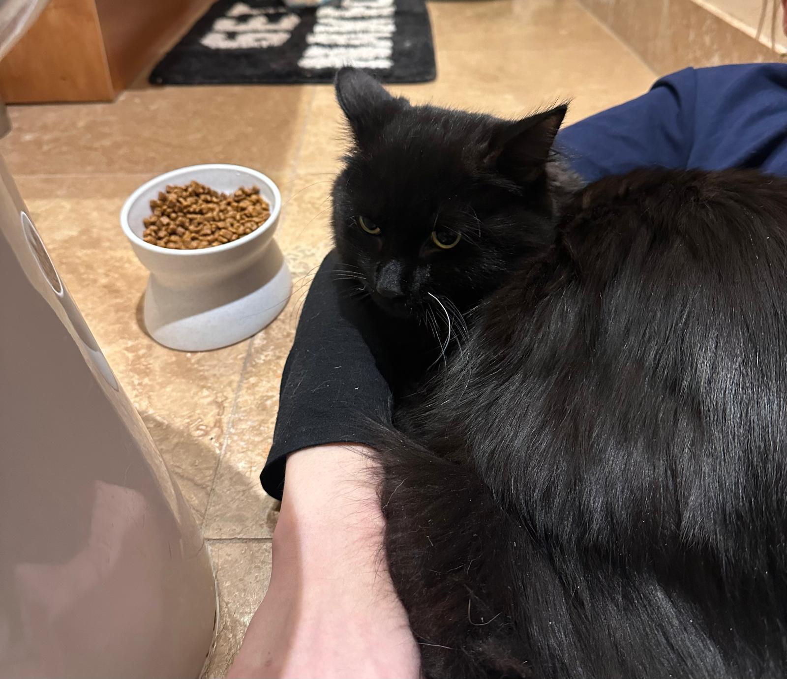 Enlarge Allen, an adopted Domestic Medium Hair in New Britain, CT image 4/6