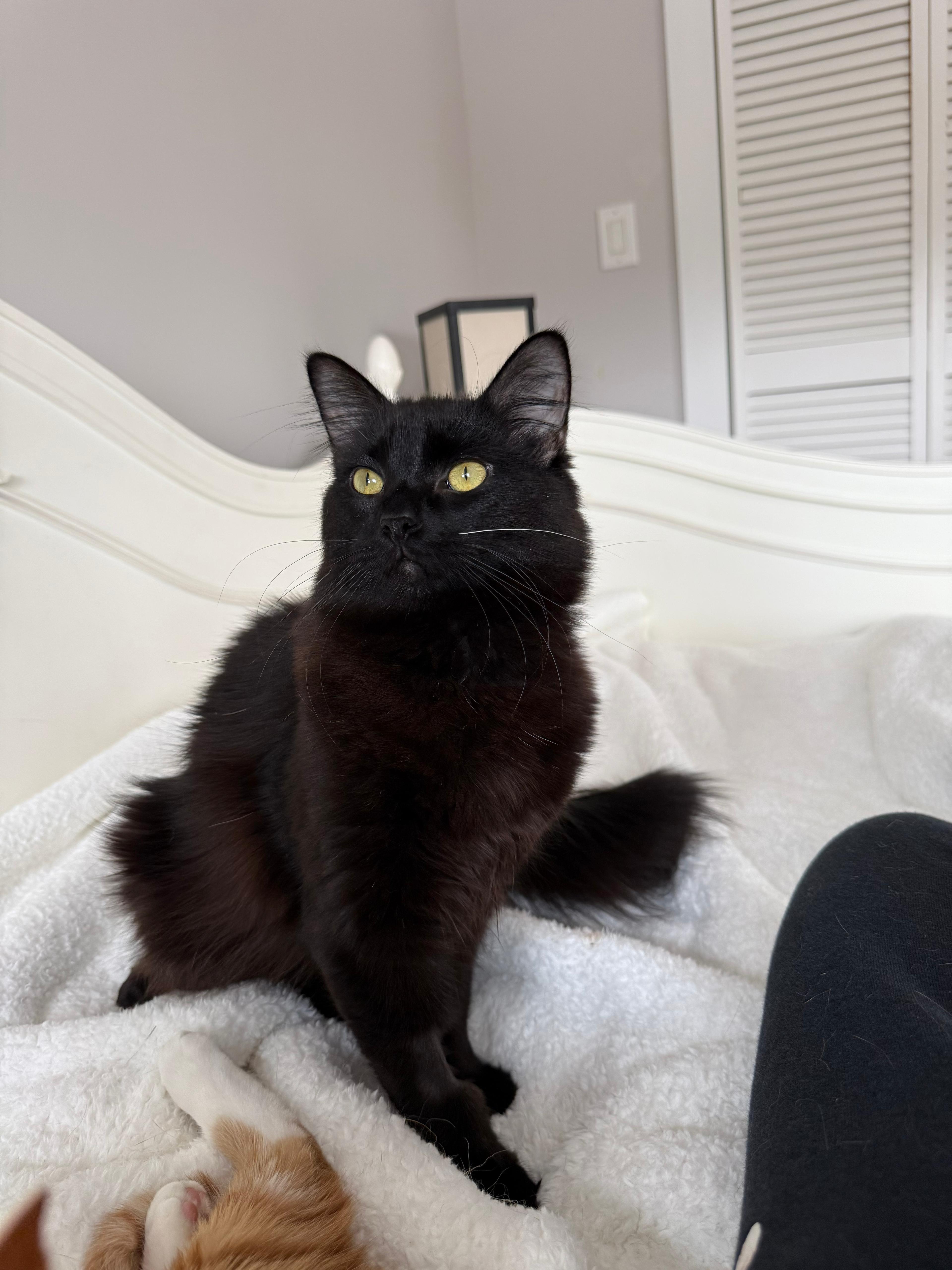 Enlarge Allen, an adopted Domestic Medium Hair in New Britain, CT image 1/6