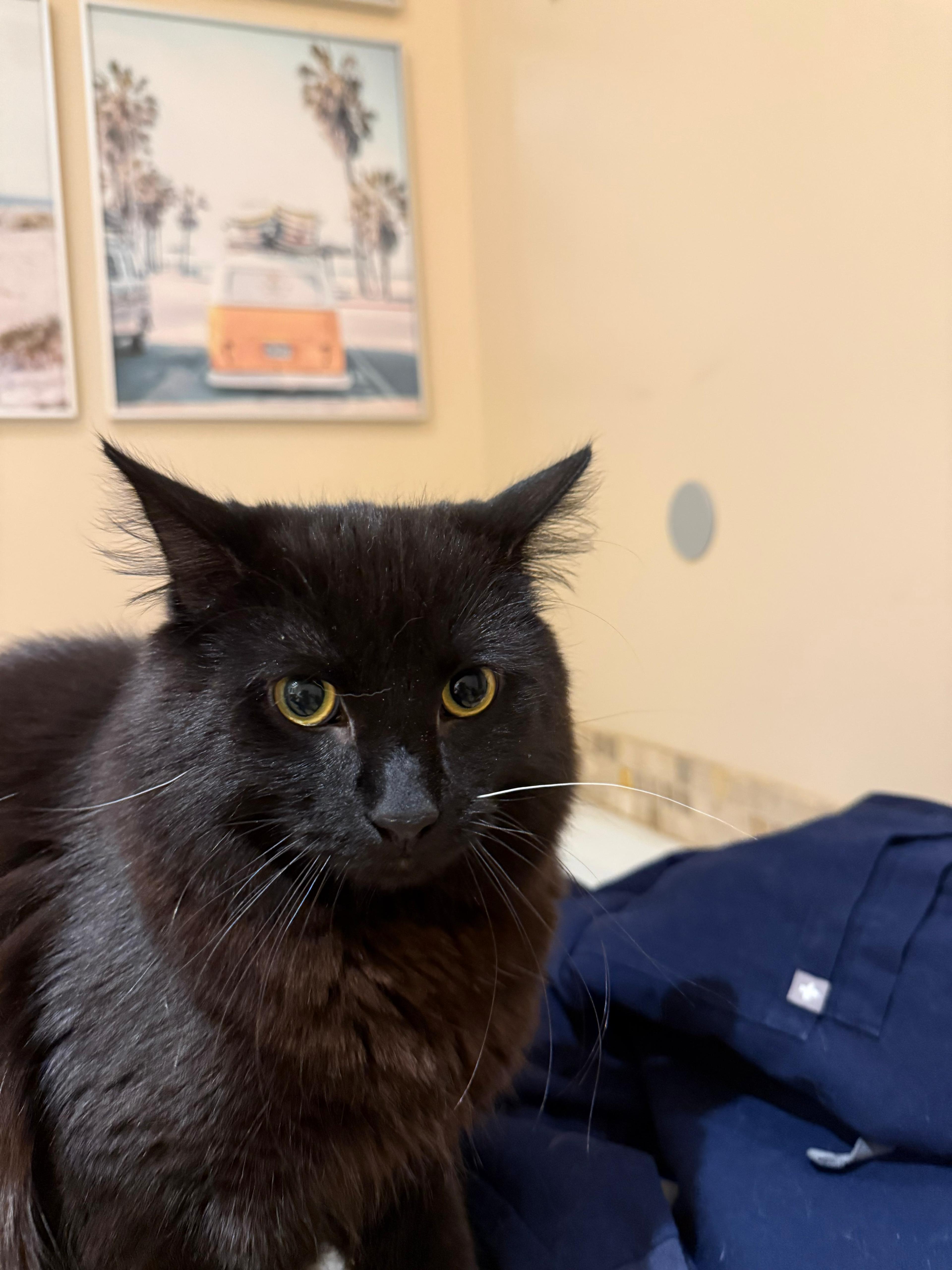 Allen, ADOPTABLE, Young Male Domestic Medium Hair.