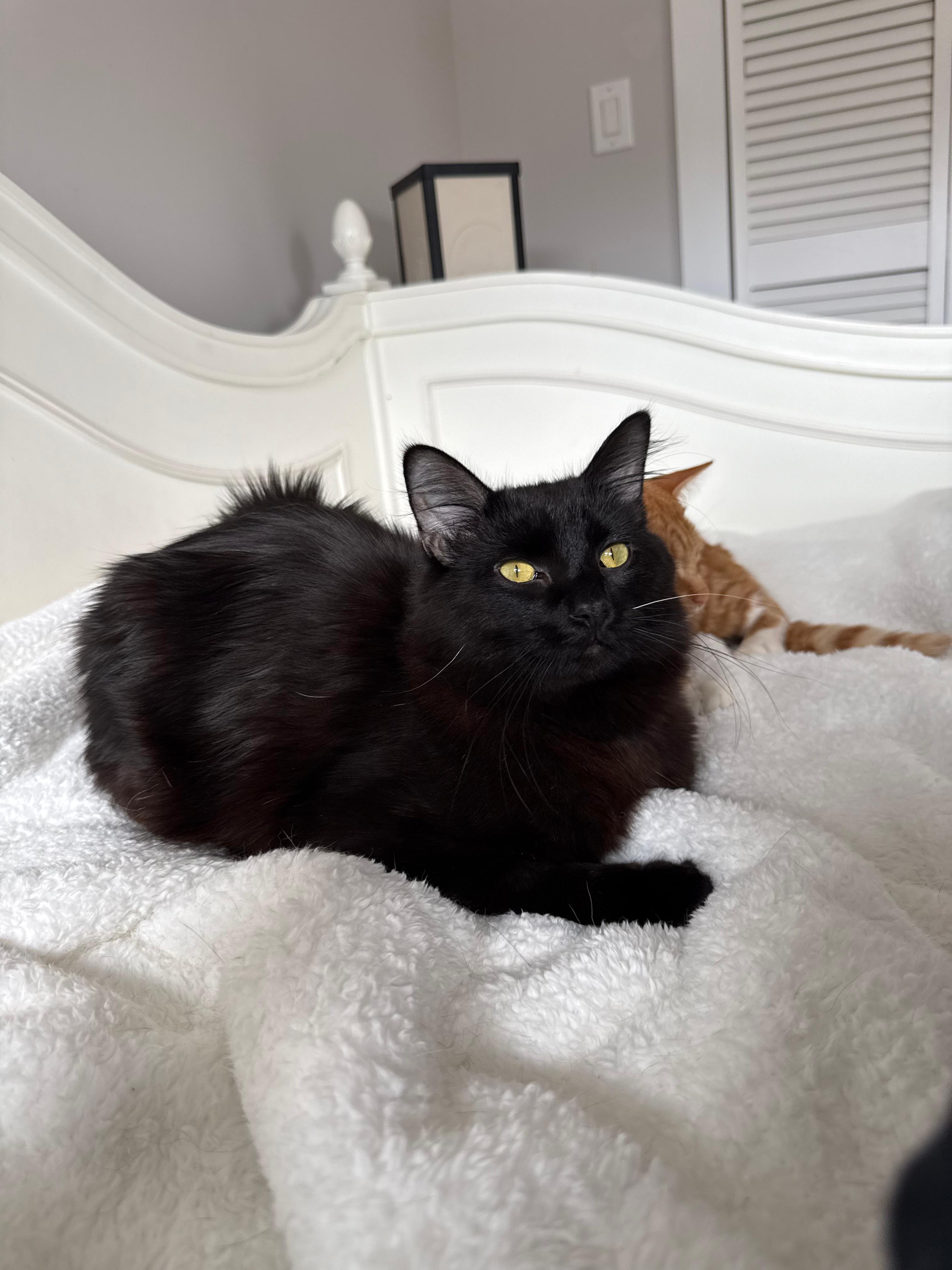 Enlarge Allen, an adopted Domestic Medium Hair in New Britain, CT image 3/6