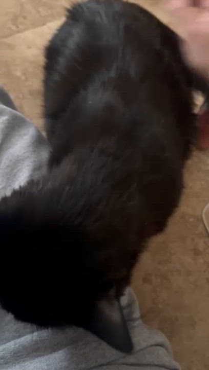 Enlarge Allen, an adopted Domestic Medium Hair in New Britain, CT video 6/6