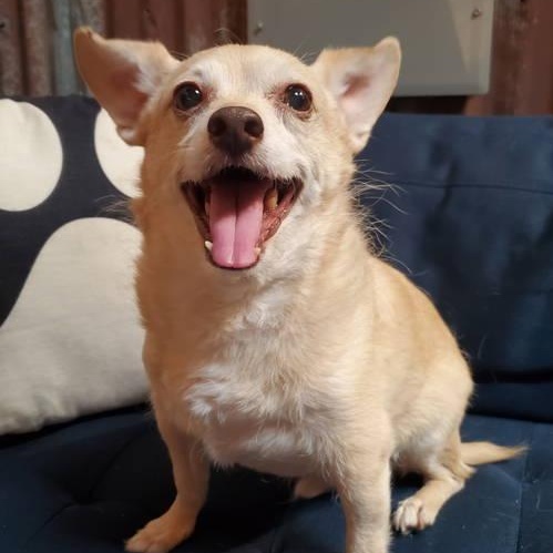 Archie, ADOPTABLE, Senior Male Chihuahua & Jack Russell Terrier.