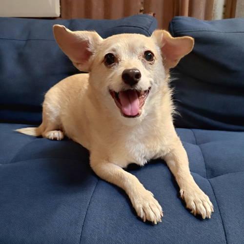 Enlarge Archie, a ADOPTABLE mixed breed in Temecula, CA image 2/5