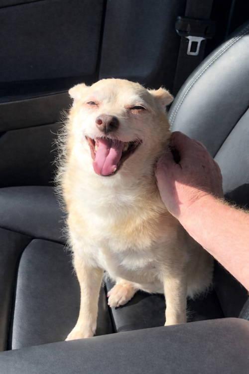 Enlarge Archie, a ADOPTABLE mixed breed in Temecula, CA image 3/5