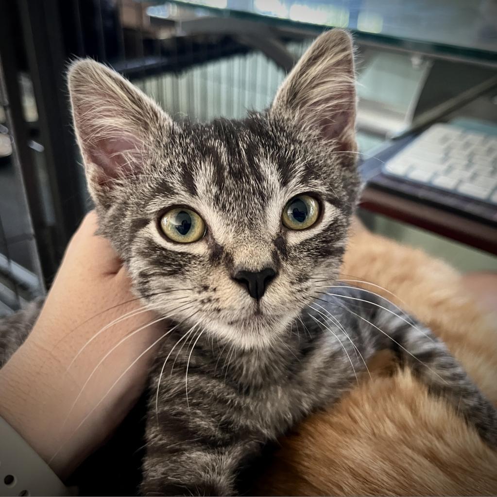 Reynard, Adoptable, Adult Male Domestic Short Hair.