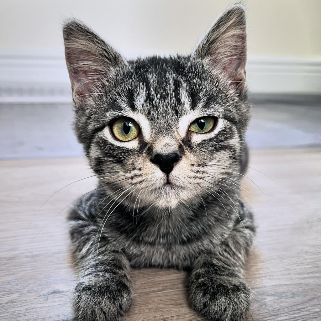 Enlarge Reynard, a Adoptable Domestic Short Hair in Fort Lauderdale, FL image 2/3