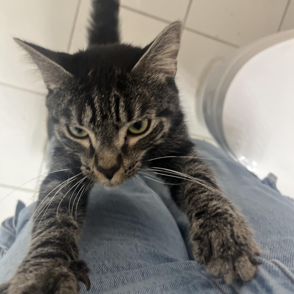 Enlarge Reynard, a Adoptable Domestic Short Hair in Fort Lauderdale, FL image 3/6