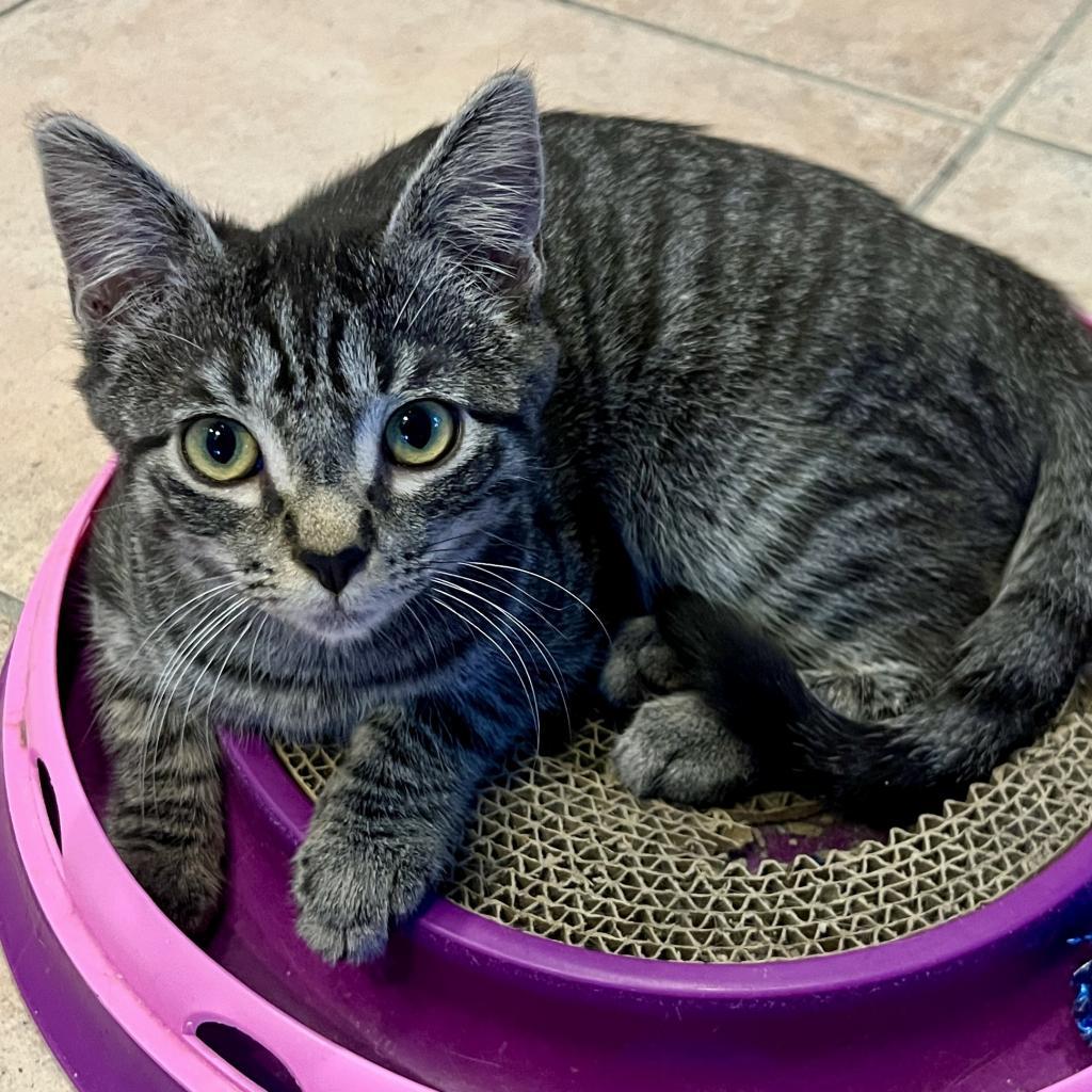 Enlarge Reynard, a Adoptable Domestic Short Hair in Fort Lauderdale, FL image 3/3