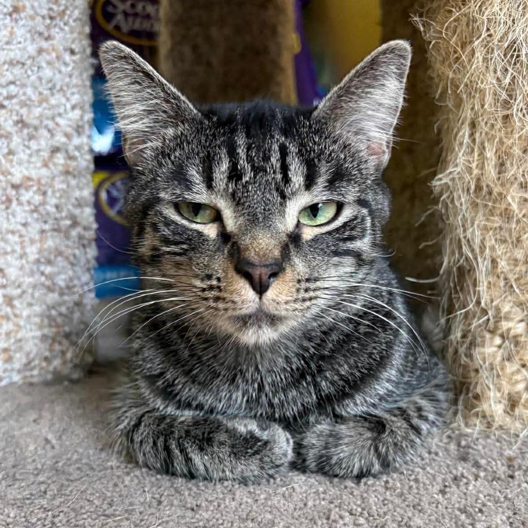 Enlarge Reynard, a Adoptable Domestic Short Hair in Fort Lauderdale, FL image 5/6