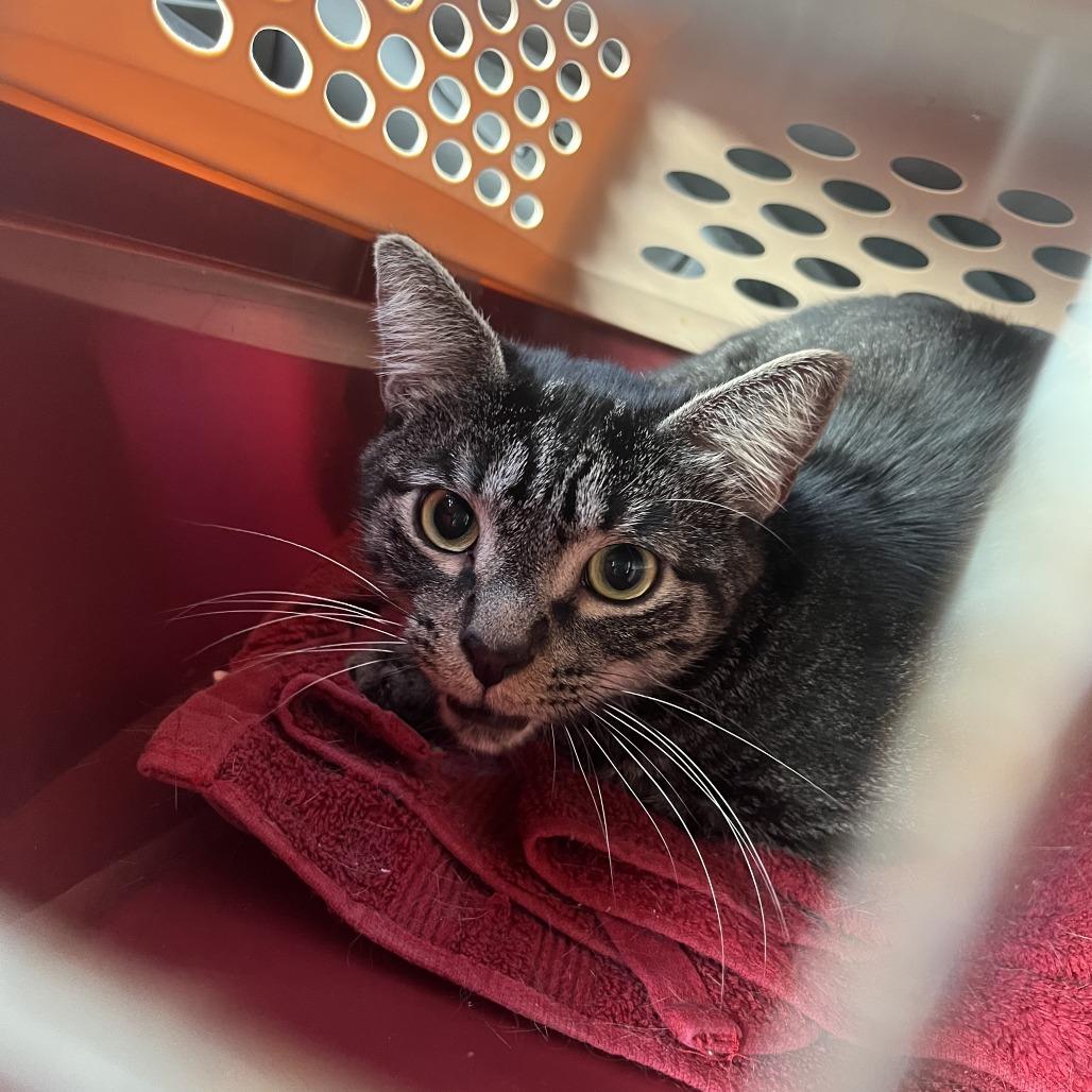 Enlarge Reynard, a Adoptable Domestic Short Hair in Fort Lauderdale, FL image 6/6