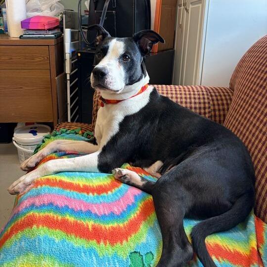 Lil' Bitty, Adoptable, Adult Female Pit Bull Terrier & Mixed Breed.