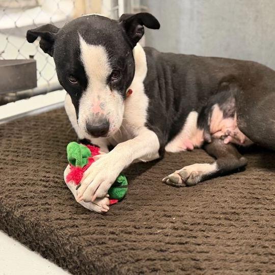 Lil' Bitty, Adoptable, Adult Female Boxer & Pit Bull Terrier.