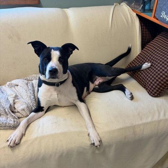 Lil' Bitty, a Adoptable mixed breed in Driggs, ID image 2/6