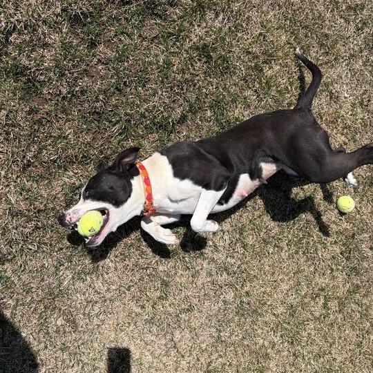 Lil' Bitty, a Adoptable mixed breed in Driggs, ID image 3/6