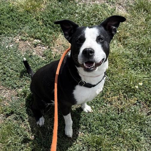 Enlarge Lil' Bitty, a Adoptable mixed breed in Driggs, ID image 2/6