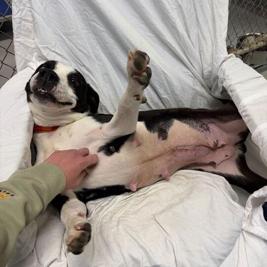 Lil' Bitty, a Adoptable mixed breed in Driggs, ID image 2/6