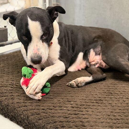 Enlarge Lil' Bitty, a Adoptable mixed breed in Driggs, ID image 2/4