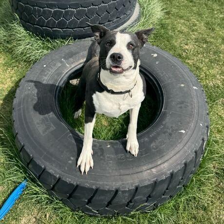 Lil' Bitty, a Adoptable mixed breed in Driggs, ID image 3/6