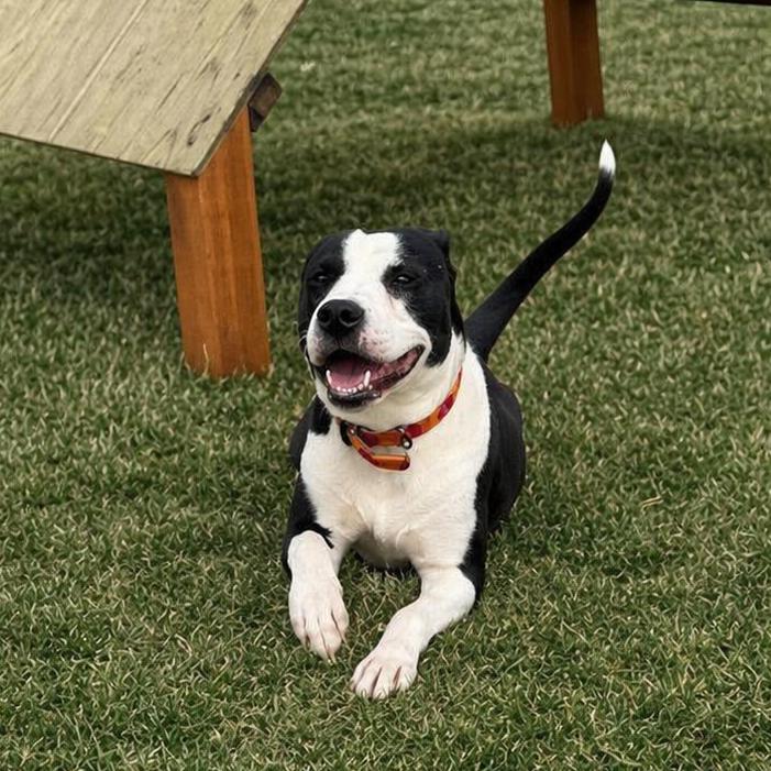 Enlarge Lil' Bitty, a Adoptable mixed breed in Driggs, ID image 3/4