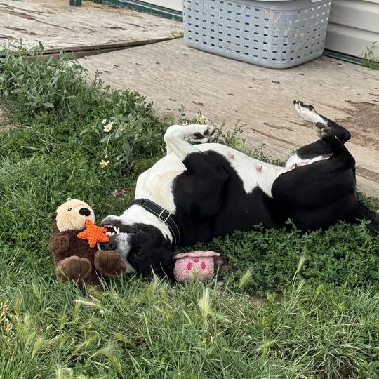 Lil' Bitty, a Adoptable mixed breed in Driggs, ID image 5/6