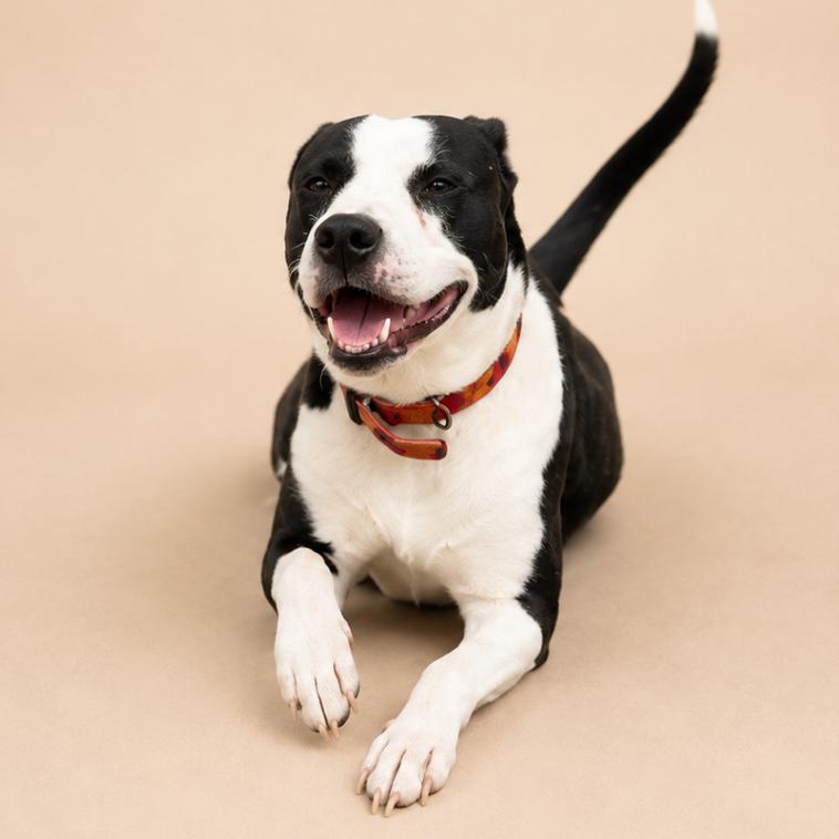 Lil' Bitty, a Adoptable mixed breed in Driggs, ID image 5/6