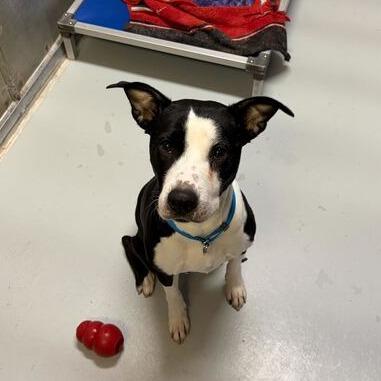 Enlarge Lil' Bitty, a Adoptable mixed breed in Driggs, ID image 4/4