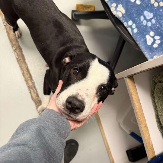 Lil' Bitty, a Adoptable mixed breed in Driggs, ID image 6/6