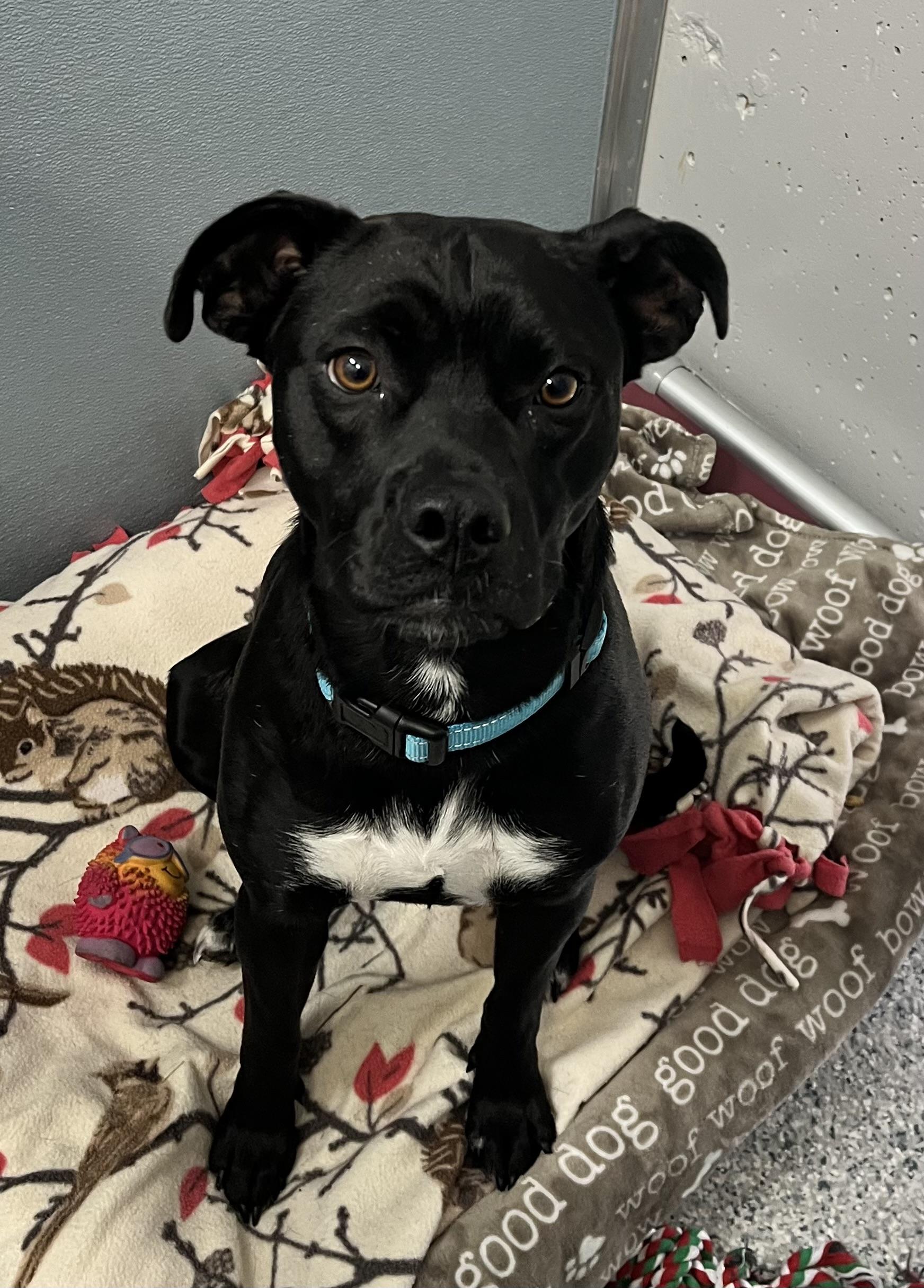 Blossom, a Adoptable mixed breed in Scituate, MA image 1/3