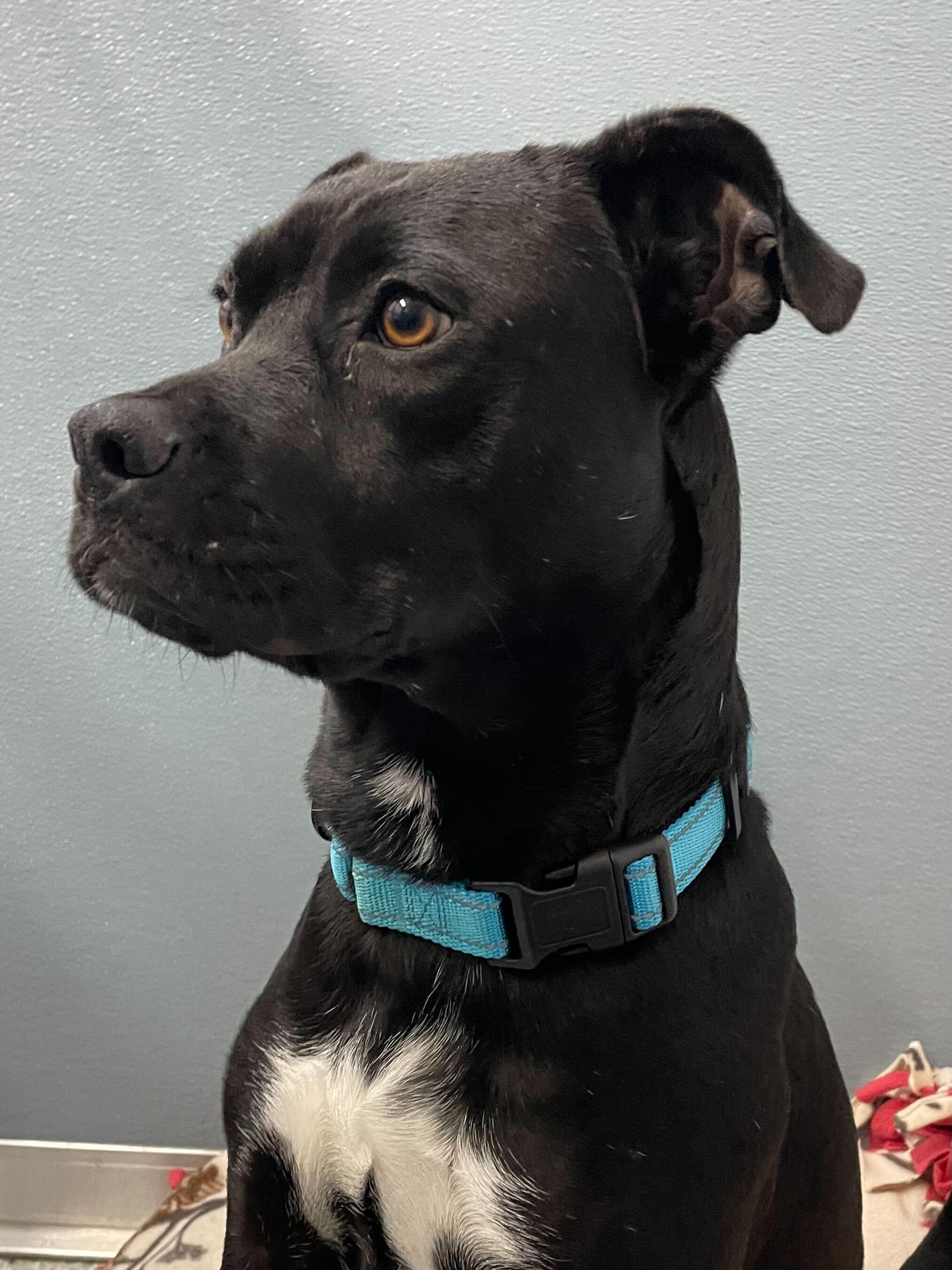 Blossom, a Adoptable mixed breed in Scituate, MA image 3/3