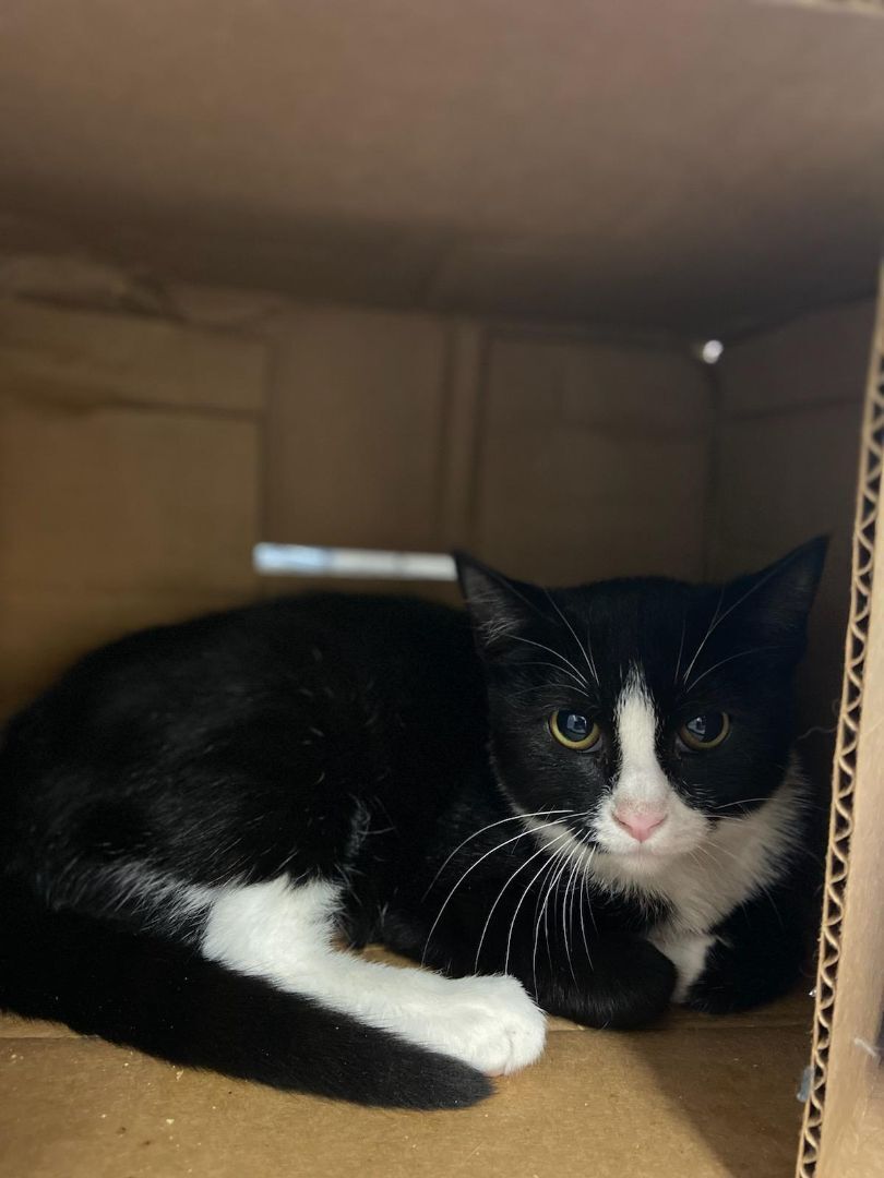 Enlarge Doja Cat, a Adoptable Domestic Short Hair in Chicago, IL image 1/2