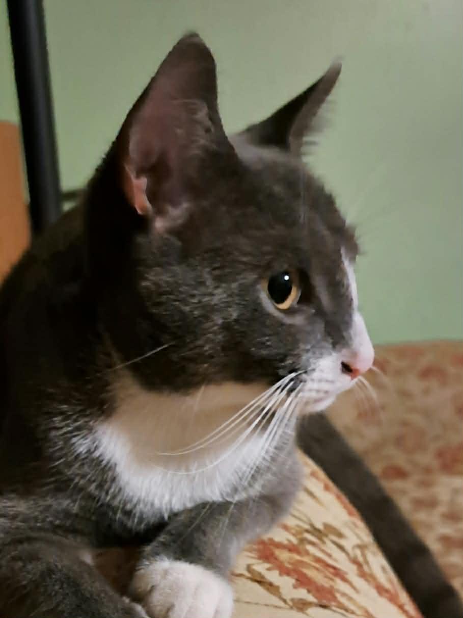 Barrel, Adoptable, Kitten Male Domestic Short Hair.