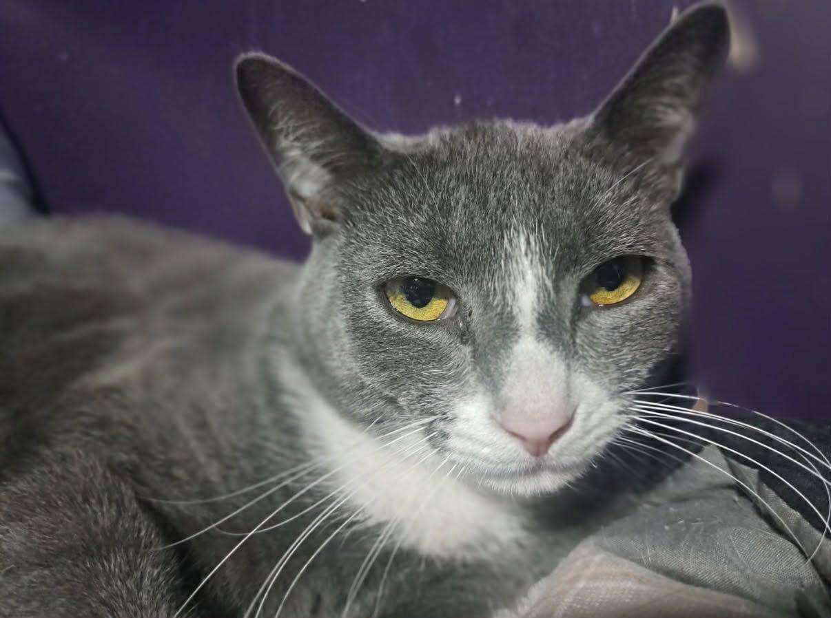 Enlarge Barrel, a Adoptable Domestic Short Hair in Stewartsville, NJ image 1/2