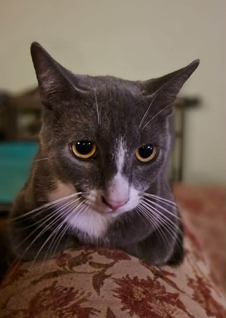 Enlarge Barrel, a Adoptable Domestic Short Hair in Stewartsville, NJ image 2/3