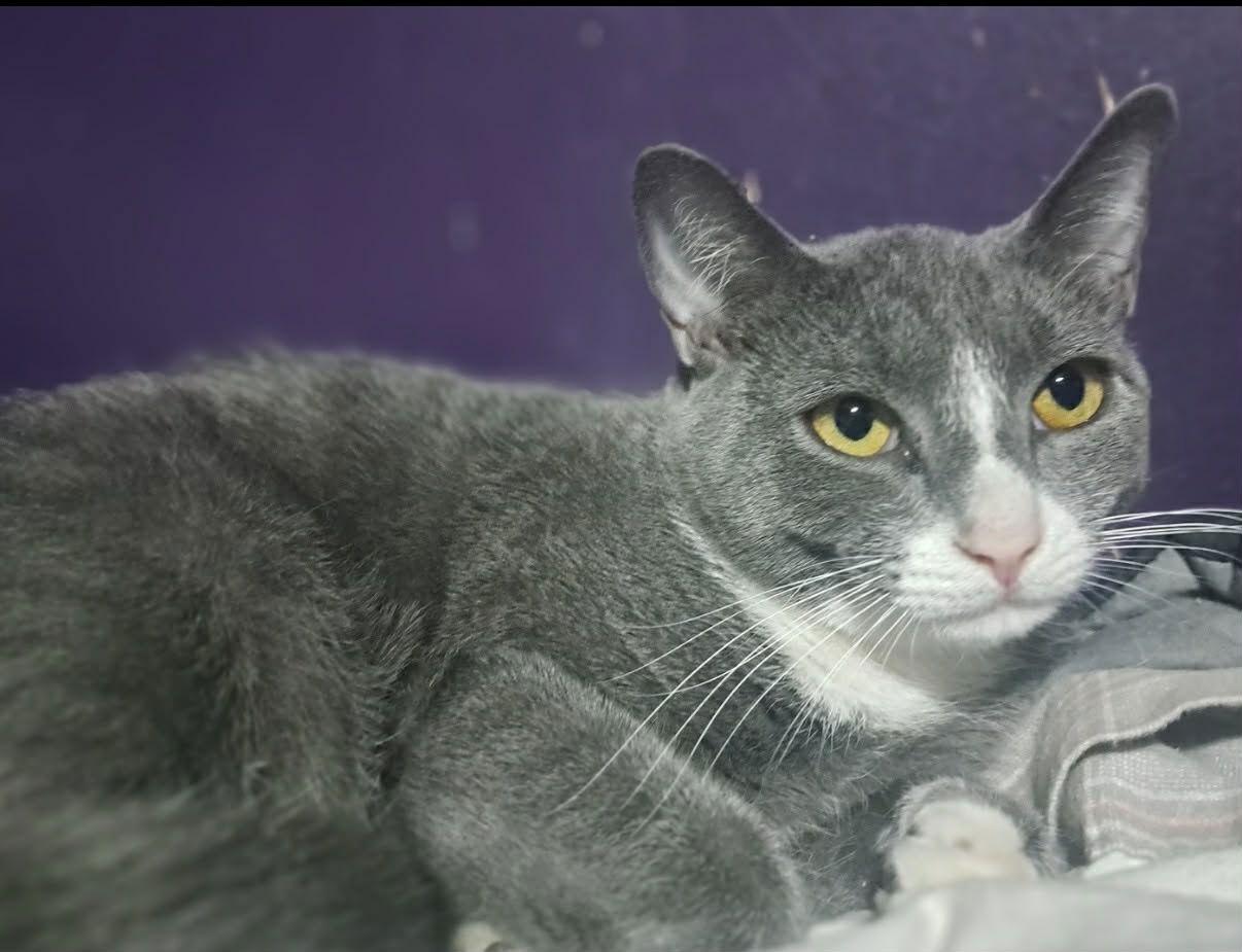 Enlarge Barrel, a Adoptable Domestic Short Hair in Stewartsville, NJ image 2/2