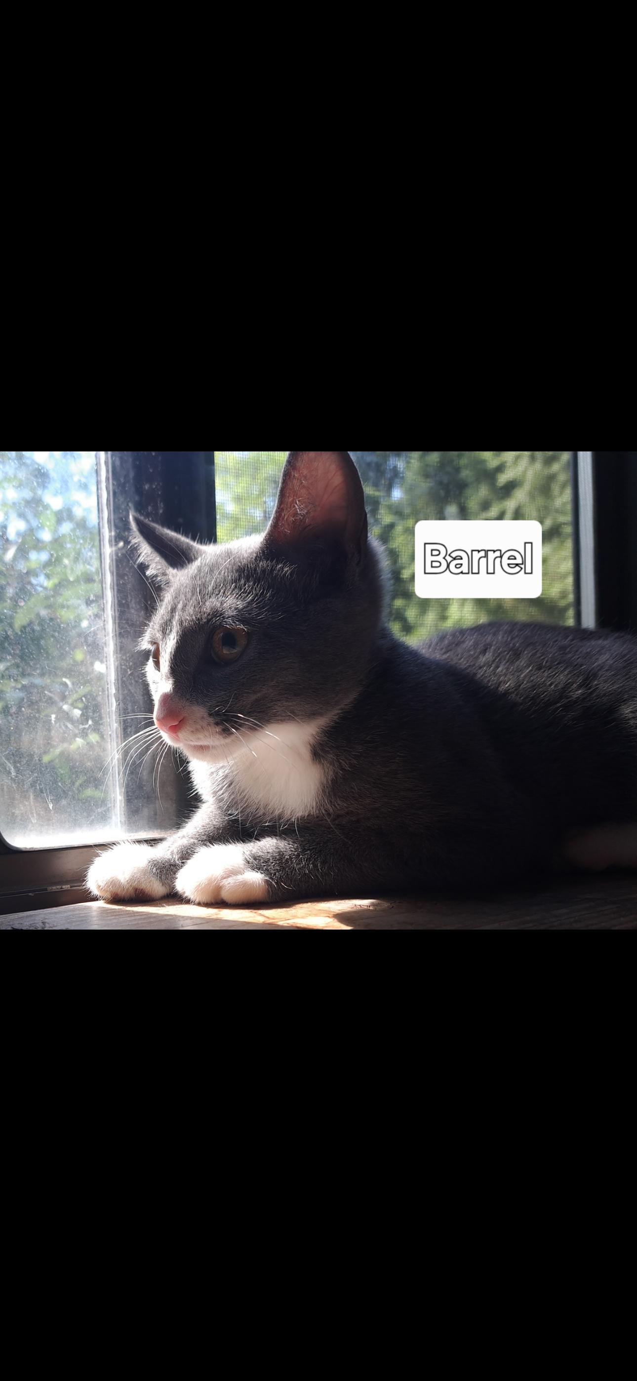 Enlarge Barrel, a Adoptable Domestic Short Hair in Stewartsville, NJ image 3/3