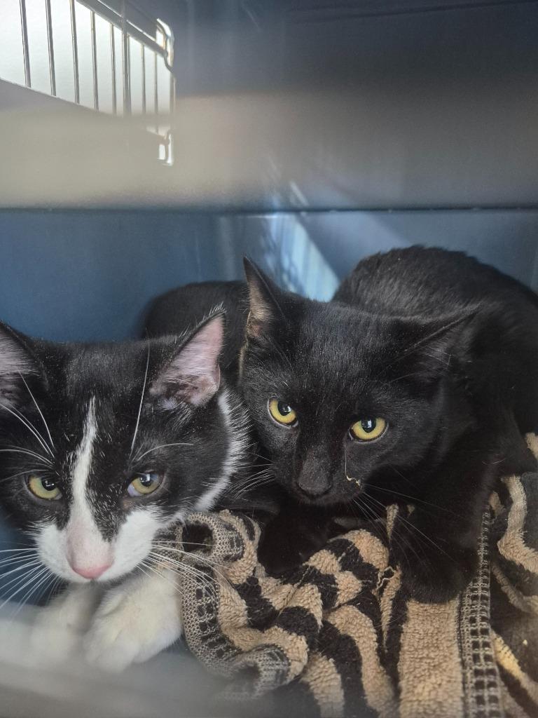 Oracle, Adoptable, Kitten Male Domestic Short Hair.